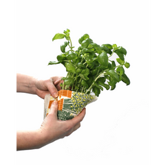 Essuie-tout Plantes d'intérieur