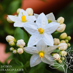 Bougie parfumée artisanale cire végétale - Jasmin Frangipanier