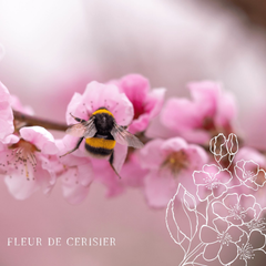 Bougie parfumée artisanale cire végétale - Fleur de cerisier