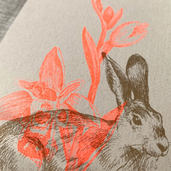 Carte postale Lapin