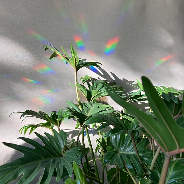 Autocollant créateur d'arc-en-ciel - You shine so bright