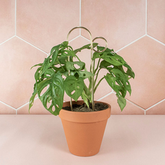 Mini tuteur - Bump - Doré