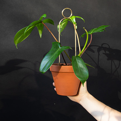 Mini tuteur - Pompom - Doré