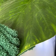 Gants pour plantes - Leaf Love Glove