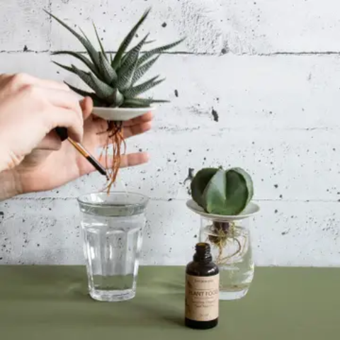 Engrais biologique - Plant food