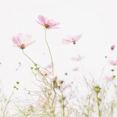 Sachet de graines - Bisous fleuris
